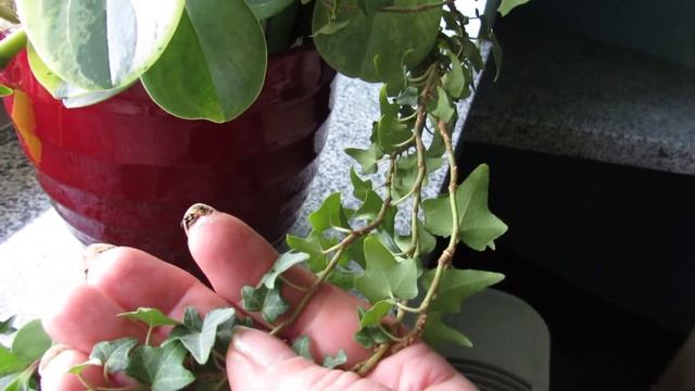 Создание КОМПОЗИЦИЙ из комнатных растений. смотреть онлайн