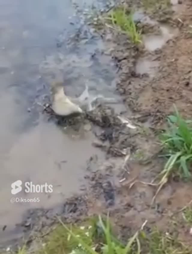 Карась , хотел поймать окуня #shorts