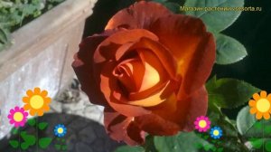 Роза чайно-гибридная Кофе Брейк. Краткий обзор, описание характеристик Coffee Break