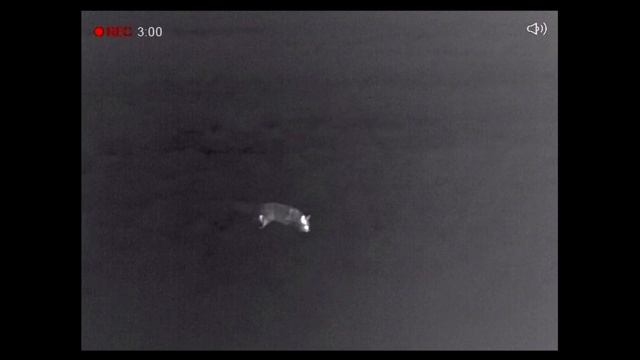 Выход волчицы на вабу. Wolf hunting. смотреть онлайн