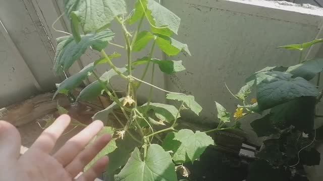 Выращивание огурцов на балконе. Июнь 2023