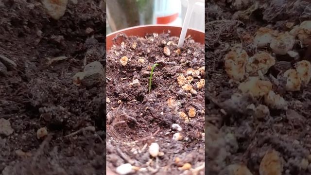 Хулиганское семечко альбуки взошло в чужом горшке смотреть онлайн