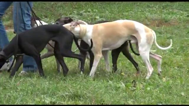 Питомник собак породы Уиппет "Волар Блэк Шарк" смотреть онлайн