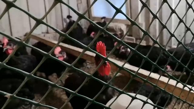 Огурец Эколь - фигня, КЕВИНА - убрал, индюшата, йошта, сад и огород смотреть онлайн