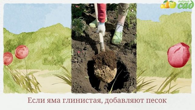 Посадка граната - как правильно посадить гранат смотреть онлайн