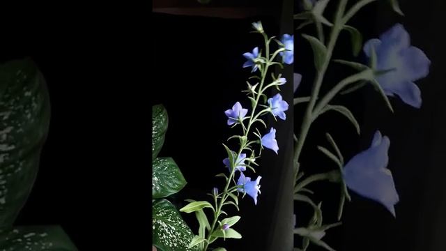 Колокольчик персиколистный из холодного фарфора смотреть онлайн