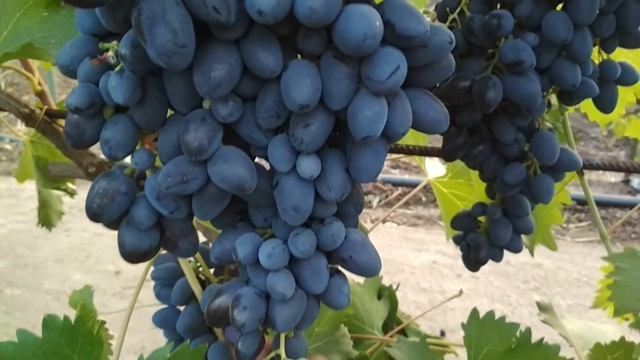 Виноград - Магический синий, Надежда АЗОС и Ришелье. смотреть онлайн