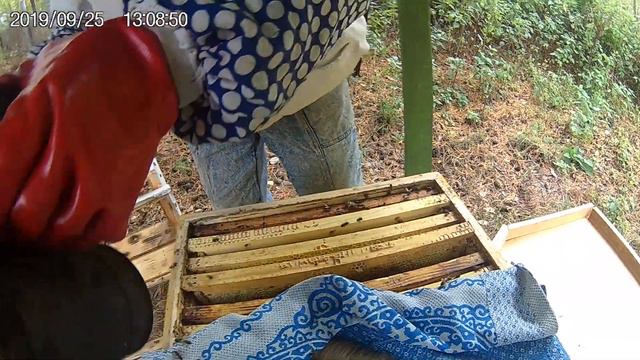 Пчеловодство.Была семья злая, а стала добрая. смотреть онлайн