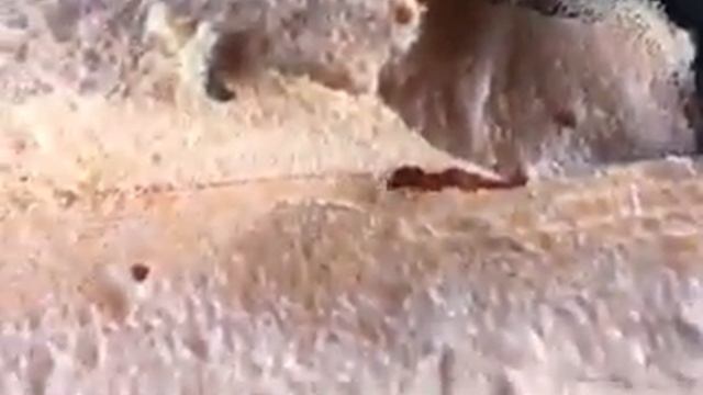 Пеноплекс едят муравьи ЭТО ПРОСТО УЖАС!!!