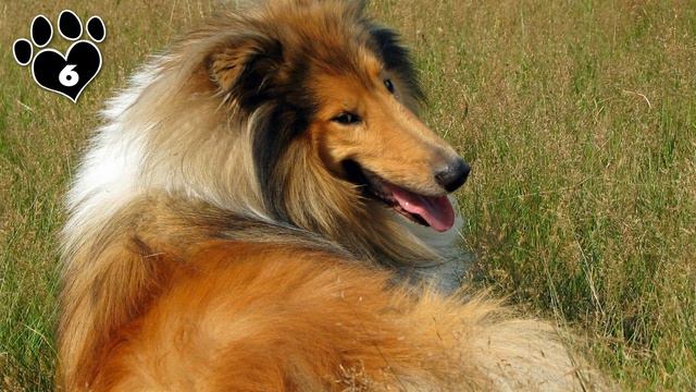 Top 10 Most Beautiful Dog Breeds in the World - Dogs 101 смотреть онлайн