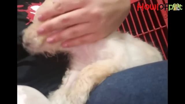 Starved For Days With Nowhere To Go, Little Puppy Still Wandered Looking For Her Owner... смотреть онлайн