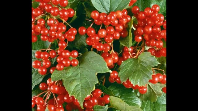 Калина обыкновенная (растения полезные и ядовитые для кроликов) смотреть онлайн