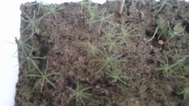 Голубая ель - выращивание из семян. Ростки смотреть онлайн