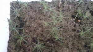 Голубая ель - выращивание из семян. Ростки