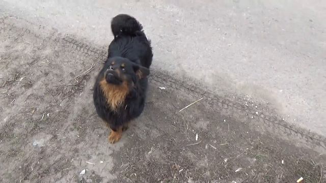 как научить собаку гулять без поводка как приучить щенка гулять без поводка смотреть онлайн