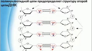Нуклеиновые кислоты -  ДНК и РНК. особенности строения и биологическая роль нуклеиновых кислот