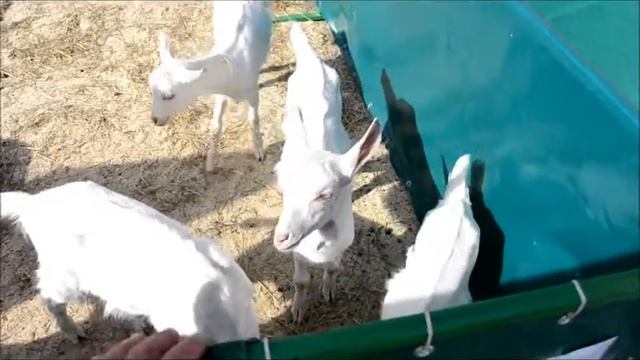 БЕЛАГРО - 2016,Козоводство. смотреть онлайн