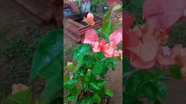 #positiveenergy My bougainvillea is blooming beautifully. #flowers #bougainvillea #pink #orange смотреть онлайн