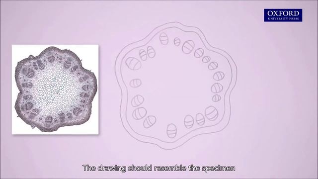 Online tutorial 10.1 Drawing low-power biological diagrams смотреть онлайн