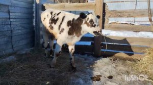 Купили #телят.Как кормить тëлочку при поносе.#Бычок 1 месяц.