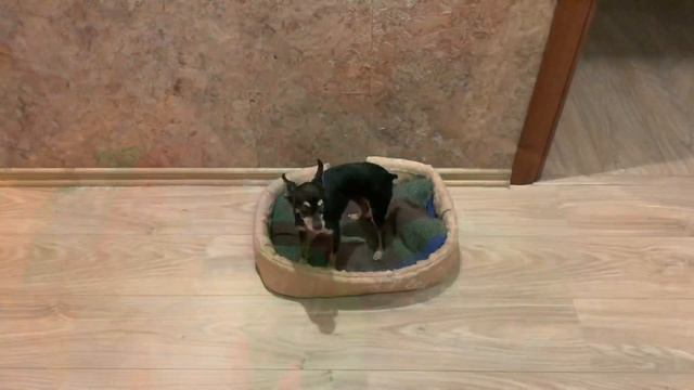 ЗАКАЗ ОРИФЛЕИМ МАМЫ | ПЕРЕЕЗД В НОВЫЙ ДОМ VLOG:24.10.20 смотреть онлайн