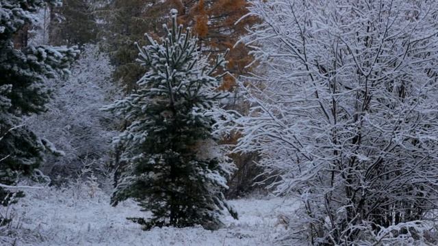 Заснеженный лес