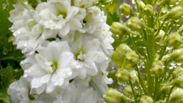 Дельфиниум культурный Pacific Giant Galahad. Краткий обзор, описание характеристик смотреть онлайн