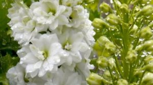 Дельфиниум культурный Pacific Giant Galahad. Краткий обзор, описание характеристик