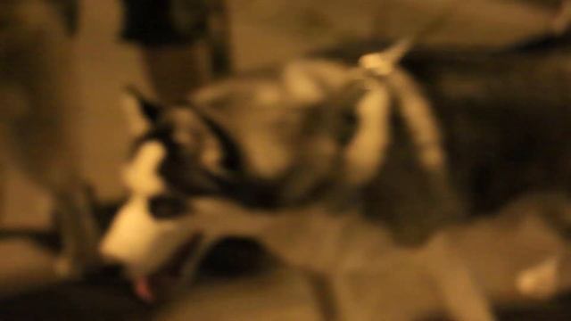 Сборка собак, щенки , маламуты , хаски , весело и дружно смотреть онлайн