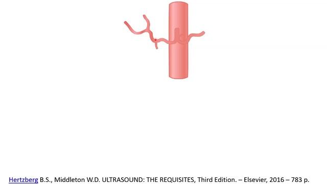 Ультразвуковая анатомия желчного пузыря и желчевыводящих путей 2019 смотреть онлайн