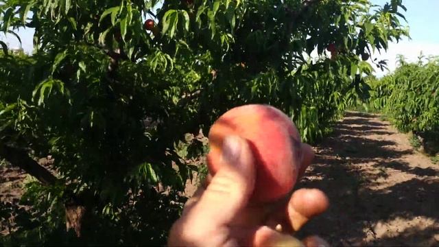 Персик июньский ранний 13.06.2019 смотреть онлайн