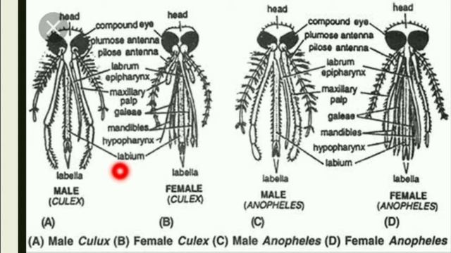 Life cycle of Anopheles mosquito & mouth parts of Culex & Anopheles mosquito смотреть онлайн