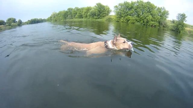 American Staffordshire Terrier jumps & swims смотреть онлайн