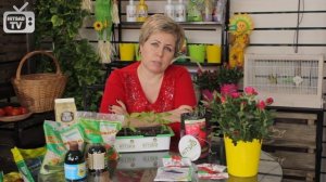 Плесень на рассаде ? Три самых эффективных способа борьбы с плесенью❗ Сад огород с ХитсадТВ.