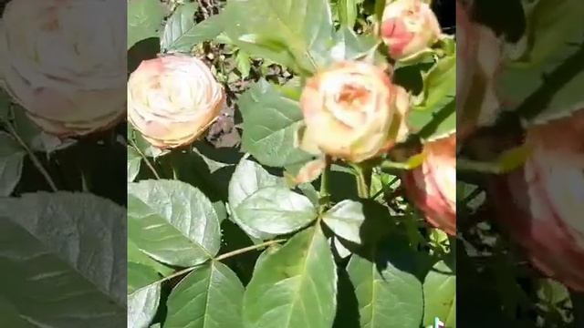 Роза латин помпон смотреть онлайн