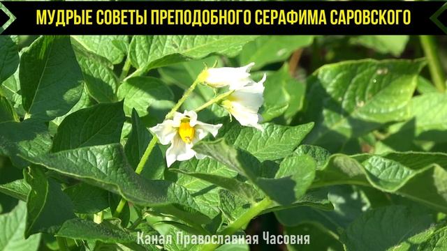 Беседа о двух важных добродетелях - преподобный Серафим Саровский смотреть онлайн
