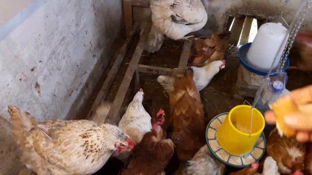 Выходной день с курочками смотреть онлайн