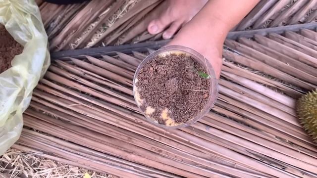 Grafting Durian tree with mango yields a lot of fruit смотреть онлайн