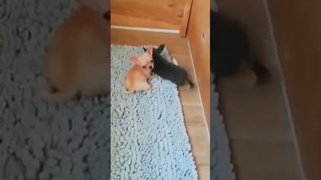 Мини палевый щенок смотреть онлайн