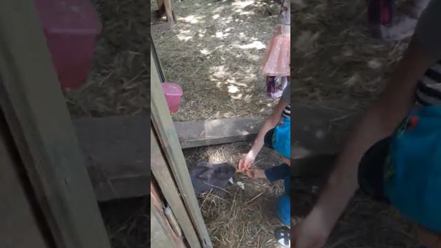 Контактный зоопарк Химки( прогулки) смотреть онлайн