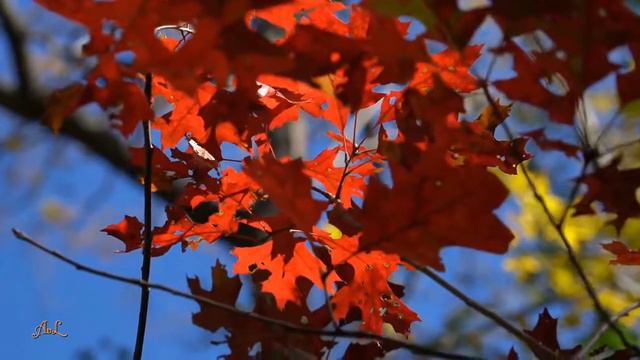 ♫ Лео Рохас Лучшее ♫ The Best Of Leo Rojas ♫ смотреть онлайн