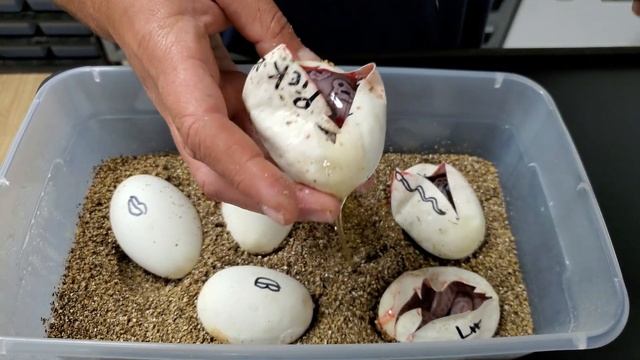 Ball Python Clutch #5 Update And Cutting Clutch #7 смотреть онлайн