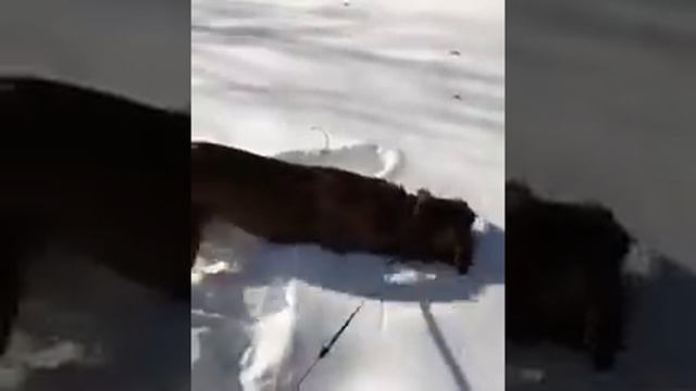 Король Ричард. Метис Риджбека. Ищет дом.