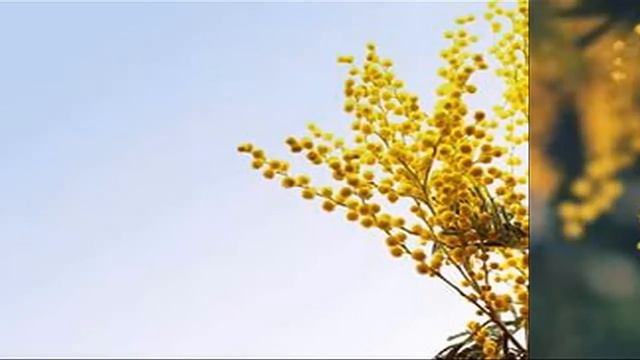 Я дарю тебе мимозу в День 8 Марта смотреть онлайн