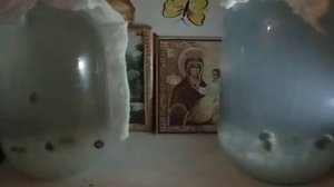 Индийский морской рис