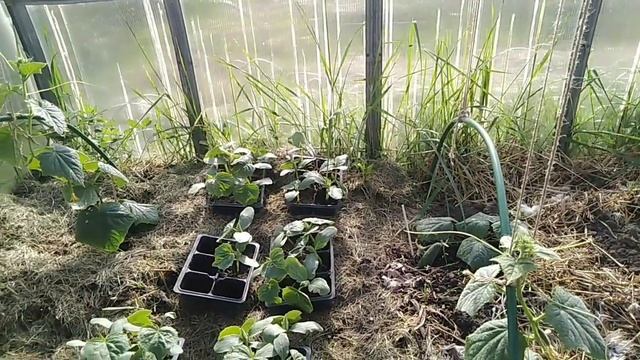 Неубиваемые сорта огурцов//До каких чисел сеять огурец//Секреты Хороших Урожаев смотреть онлайн