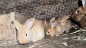 Окрол и содержание Бургундских кроликов