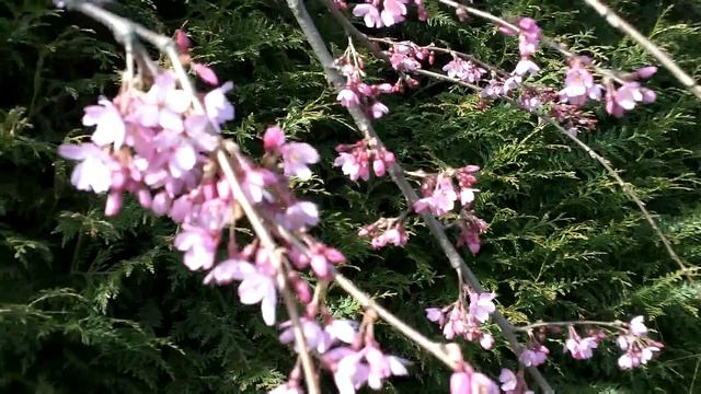 Prunus Pendula Pendula Rubra смотреть онлайн