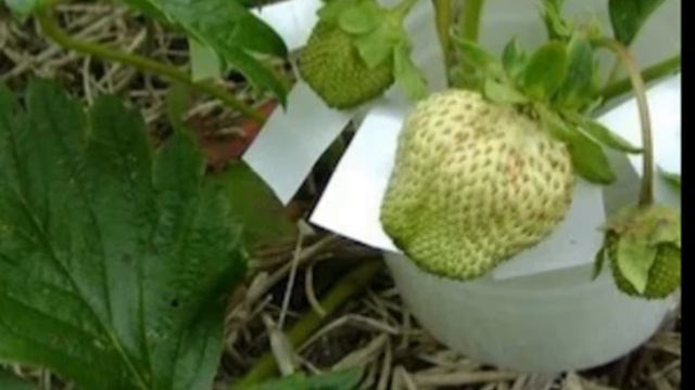 Как сделать опору для клубники своими руками. смотреть онлайн