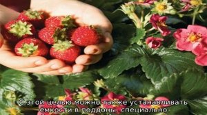 Земляника Тоскана